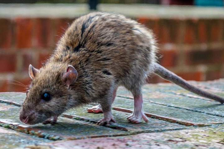 Dikke Ratten St. Galler Nachrichten: Kampf der Ratten-Plage